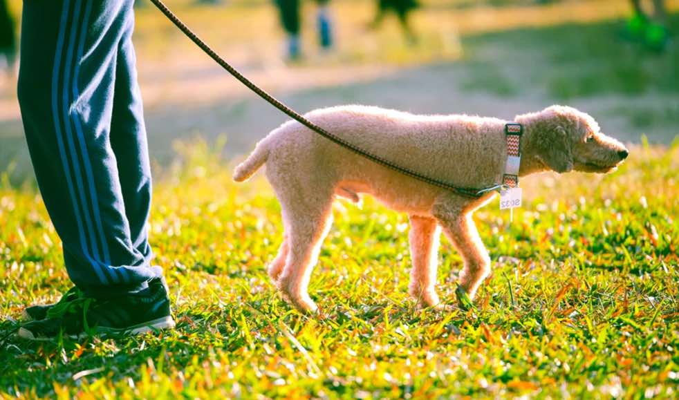 Scientists discover new type of coronavirus in dogs Archyworldys