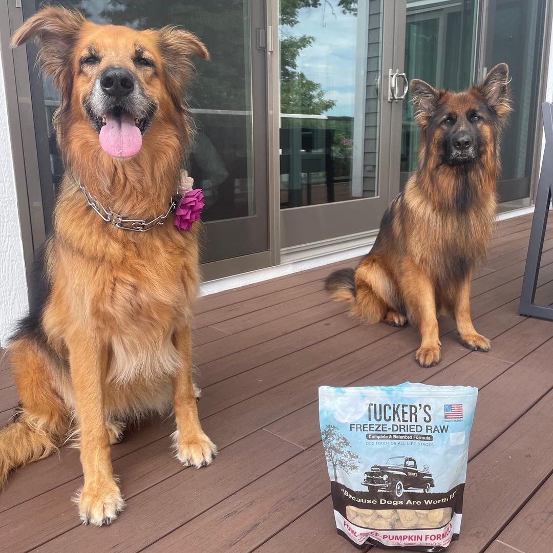 KD Dog Food Specially Formulated for Dogs with Kidney Disease