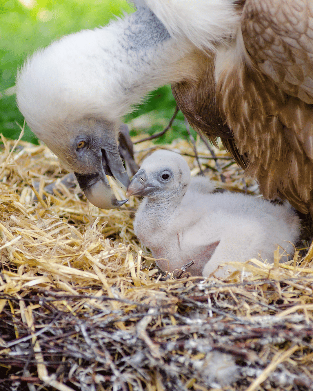 Vultures And Their Essential Role In Ecosystems Ppnea
