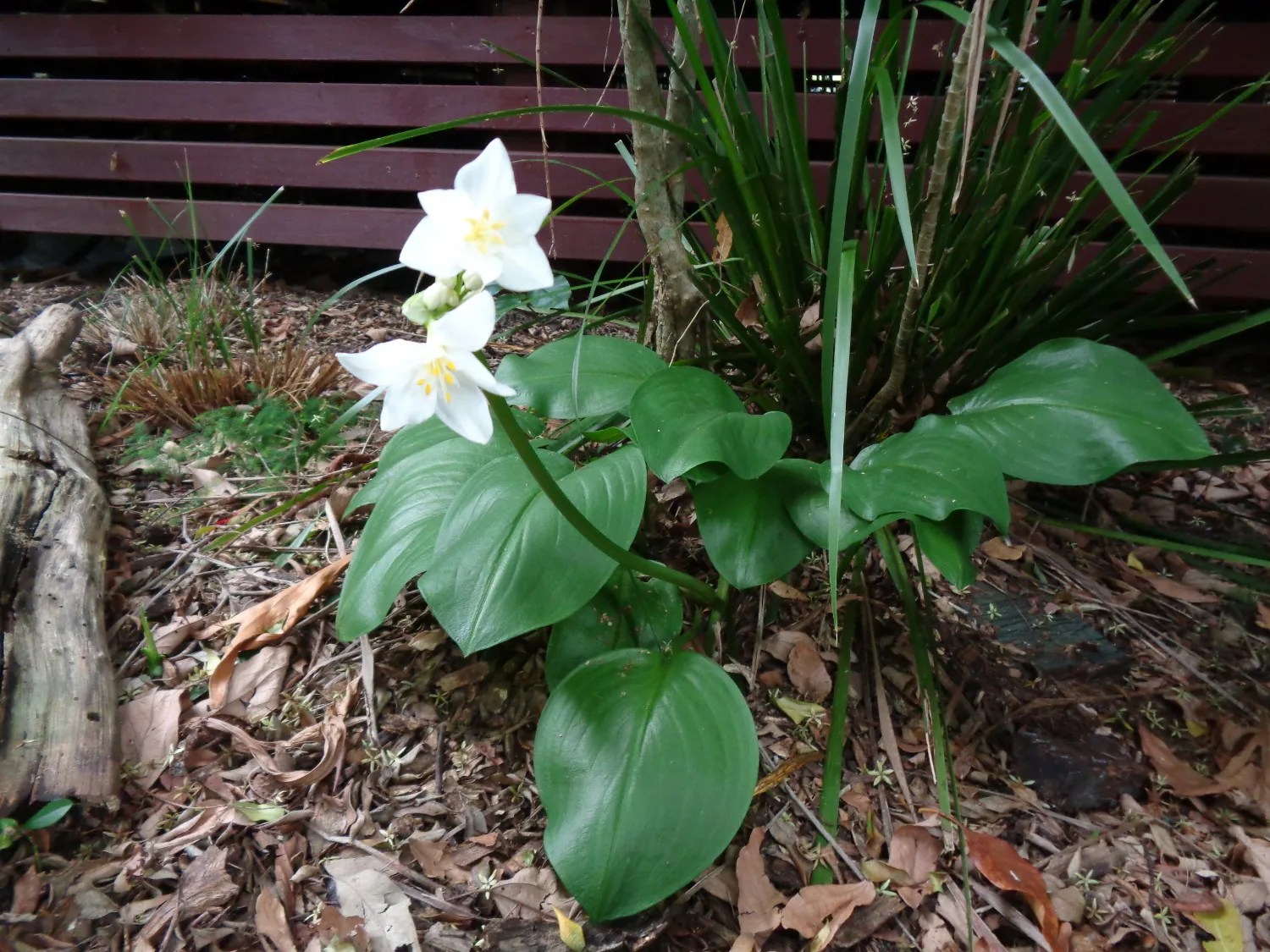 Proiphys cunninghamii"Brisbane Lily" Paten Park Native Nursery