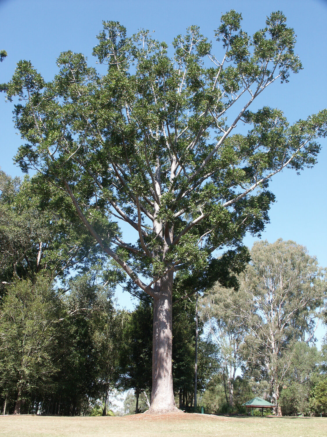 Agathis robusta”Queensland Kauri Pine” Paten Park Native Nursery