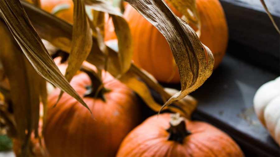Fall into autumn with 8 activities for nonscary Halloween lovers