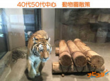 1656027 thum - 10/8㈯　11:00～ 40～55歳　円山動物園出会い散策