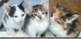 1666915 thum 1 - in江南市☆保護猫（子猫～大人猫）をオウチに迎えよう！☆2024年6月9日（日）～ 非営利団体「ちーむ にゃいんず」