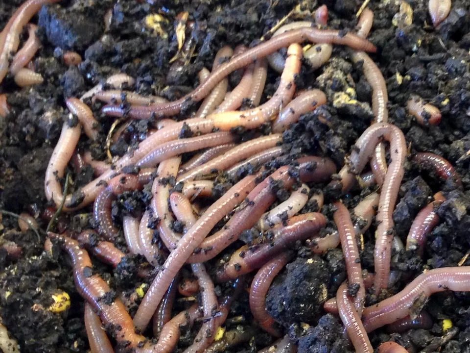 Worm Picker Packer Prabesh Group