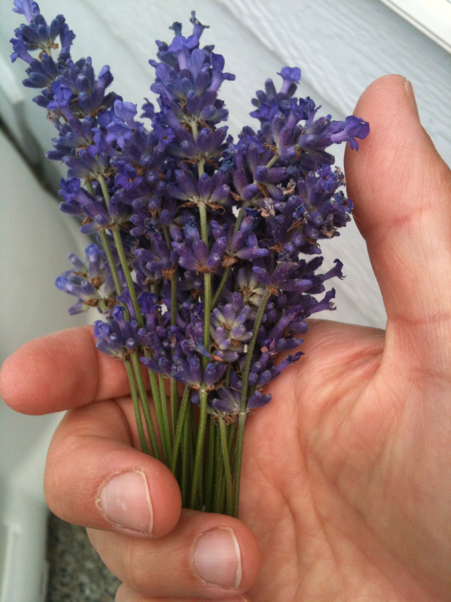 DIY Lavender Wand Making Tutorial Practical Stewardship