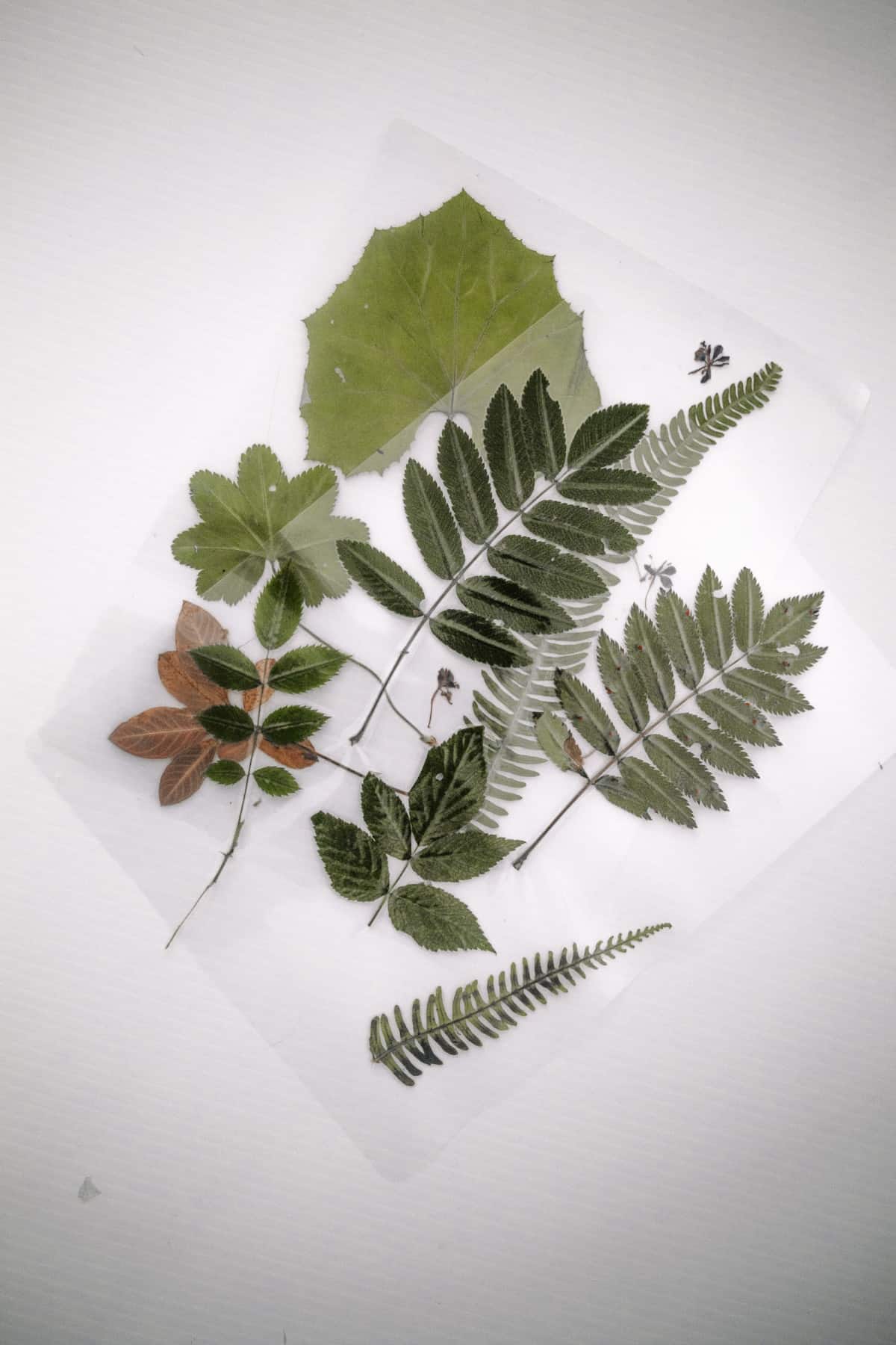 DIY Leaf Bookmarks PRACTICAL & PRETTY