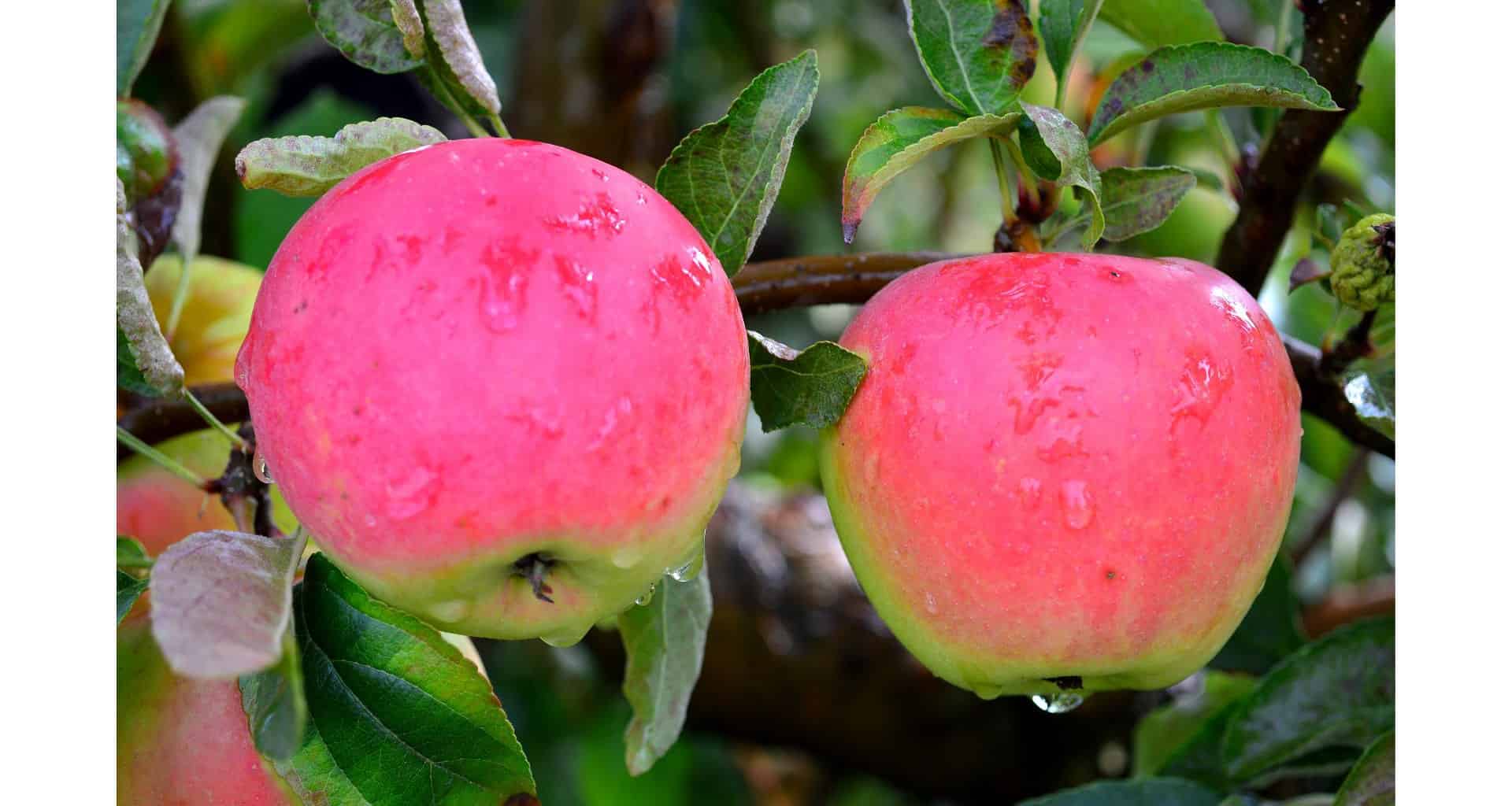 Here Are 19 Of The Sweetest Apples (From Sweet to Tart) Practical Cooks