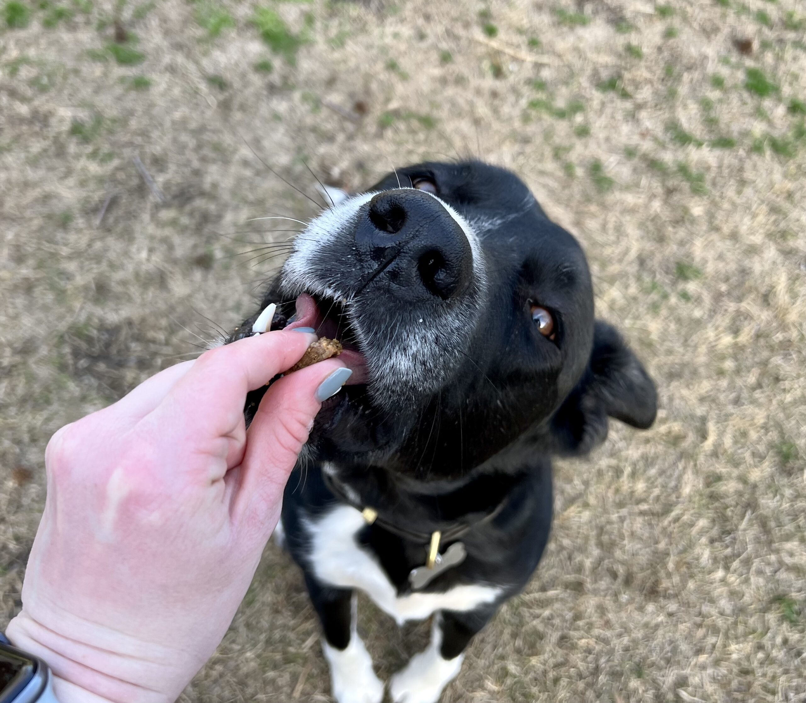 High Value Dog Treats What They Are and When to Use Them The