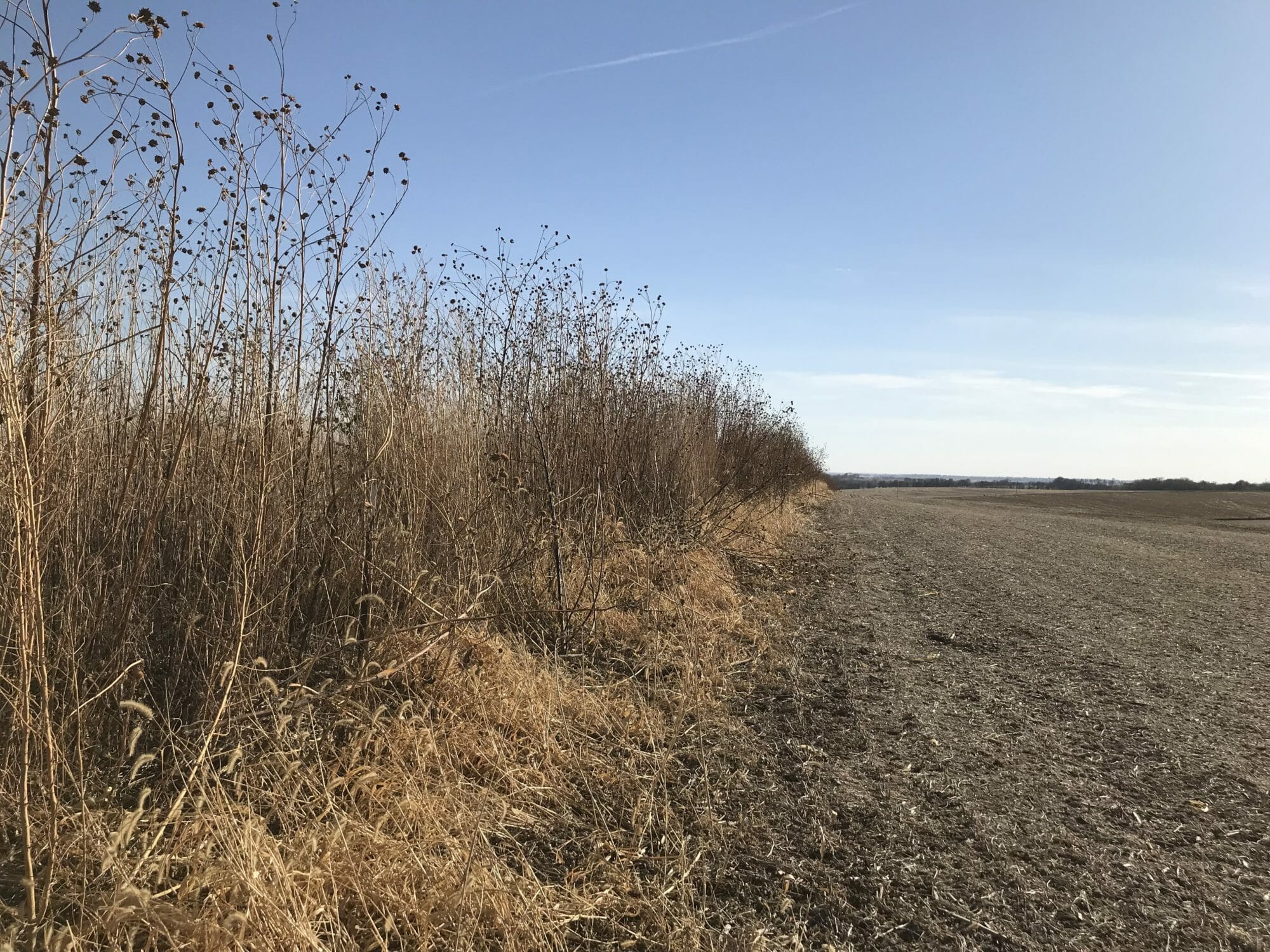 The Benefits of Keeping Trees, Shrubs and Native Grasses on Your Farm