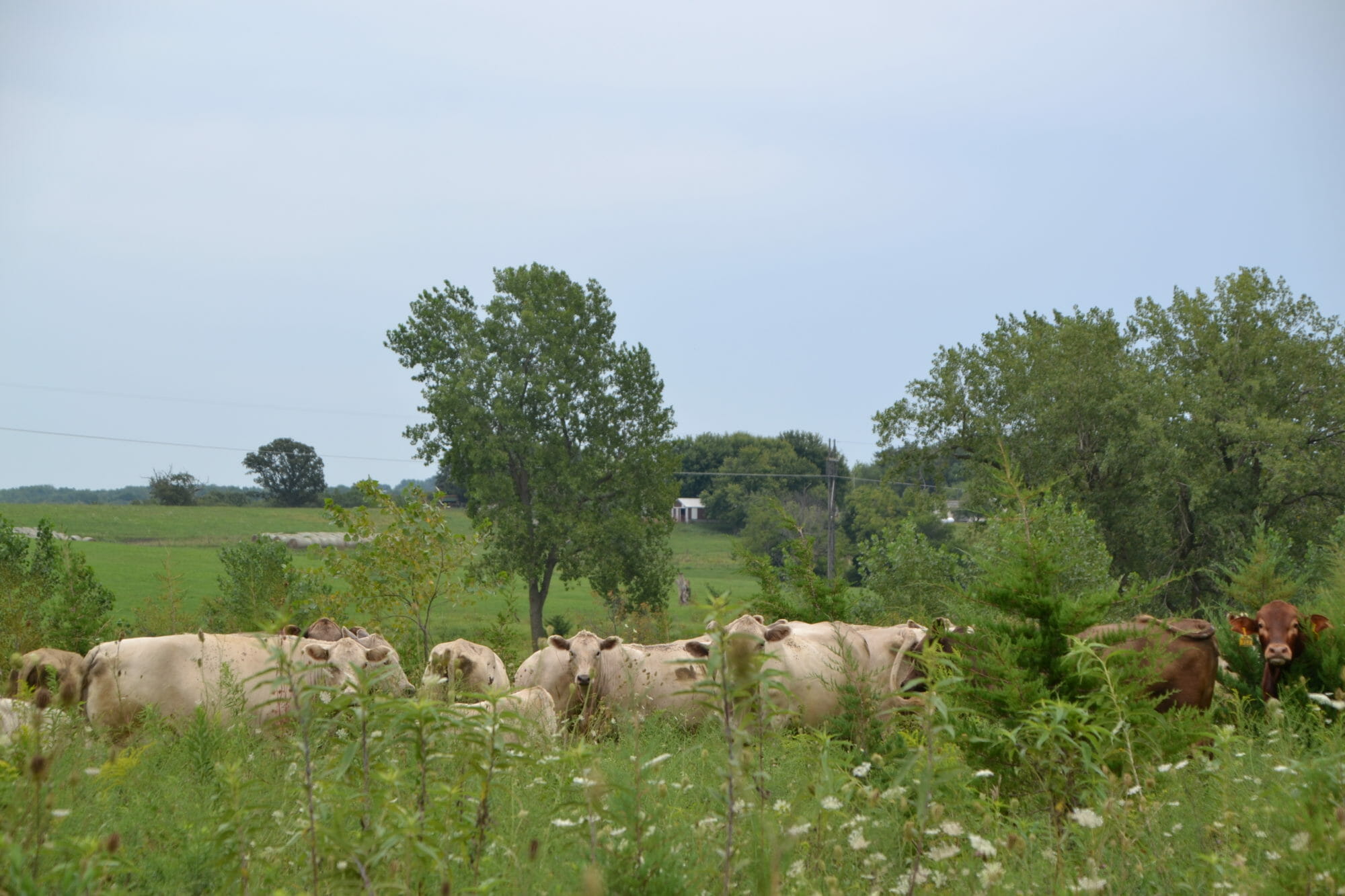 Grazing Heritage Cattle & Sheep on Converted Crop Ground and Prairie