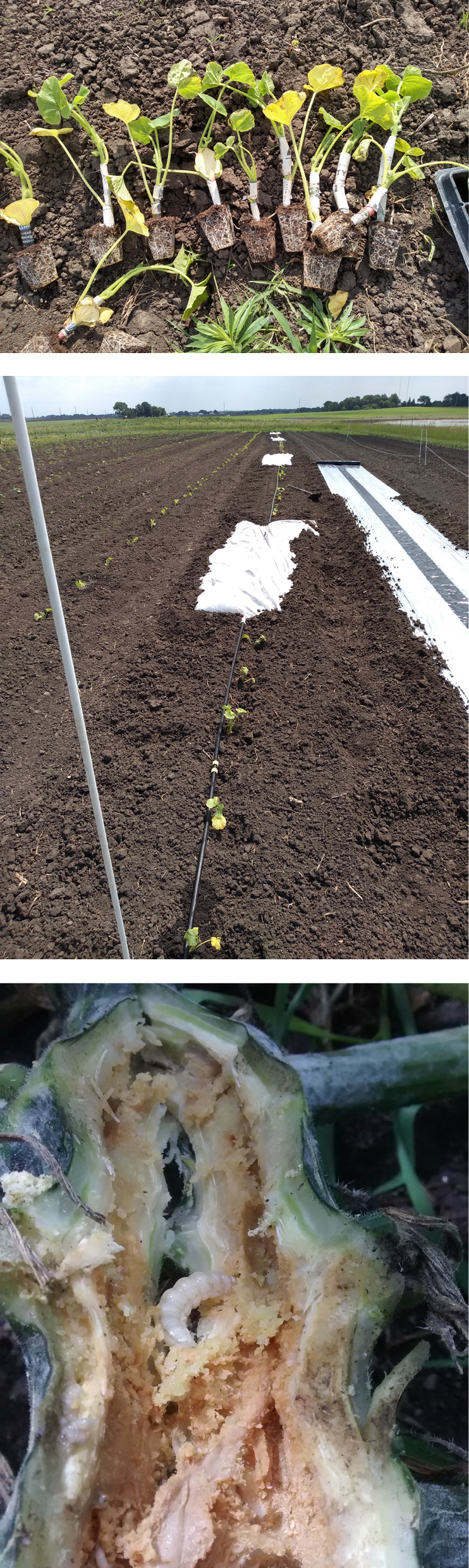 Organic Control of Squash Vine Borer in Winter Squash Practical