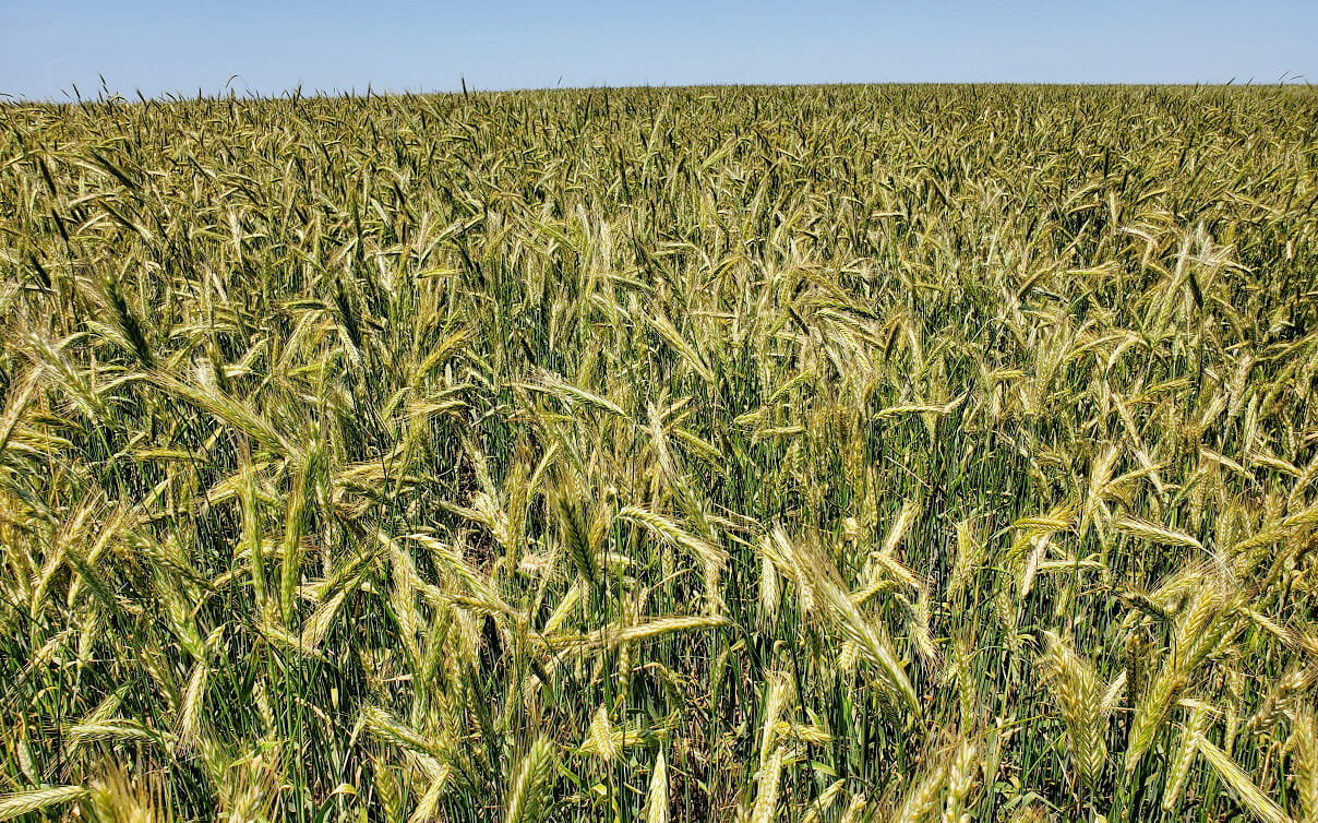 Nitrogen Fertilizer Effect on Cereal Rye Yield and Quality Practical