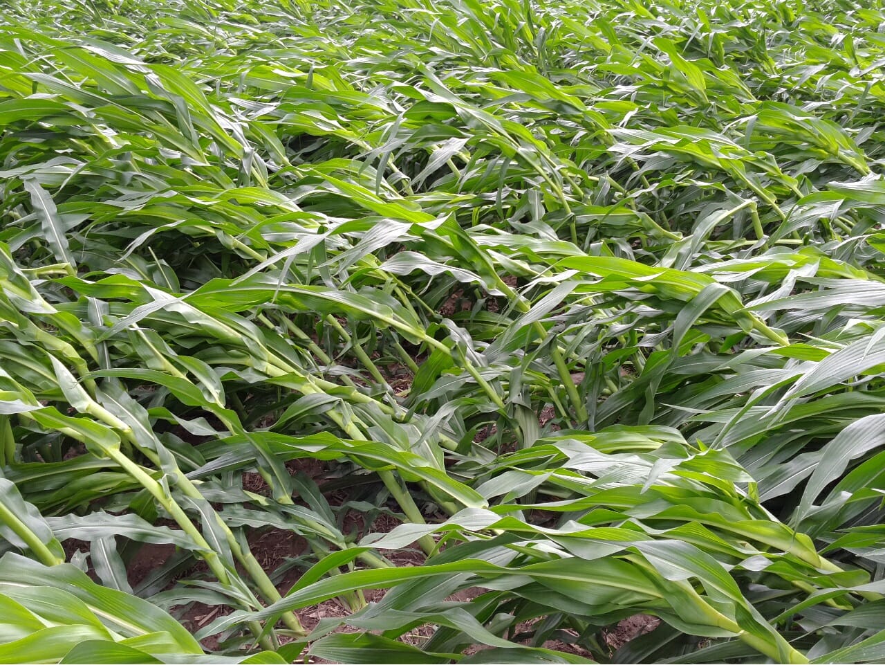 Drowned Crops, Flooded Roads A Wild Week for PFI Farmers Practical