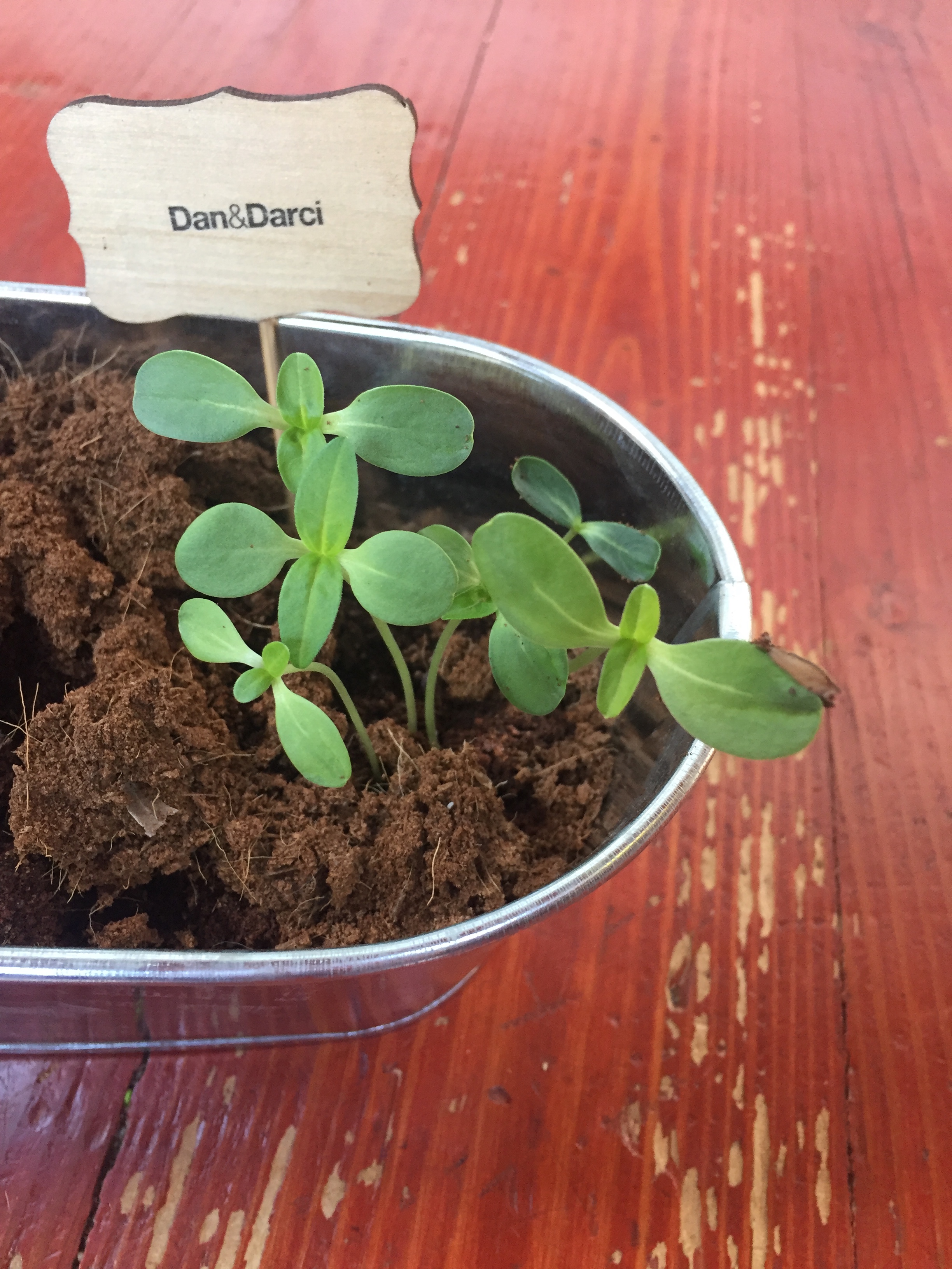 Paint and Plant Garden Kit Practically Apparent