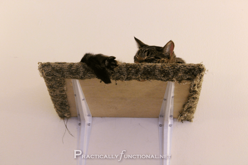 CarpetCovered Cat Climbing Shelves!