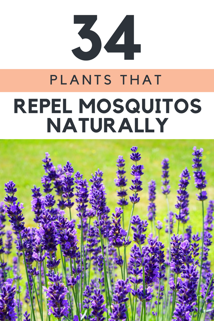 The Ultimate Guide 34 Plants That Repel Mosquitos Naturally