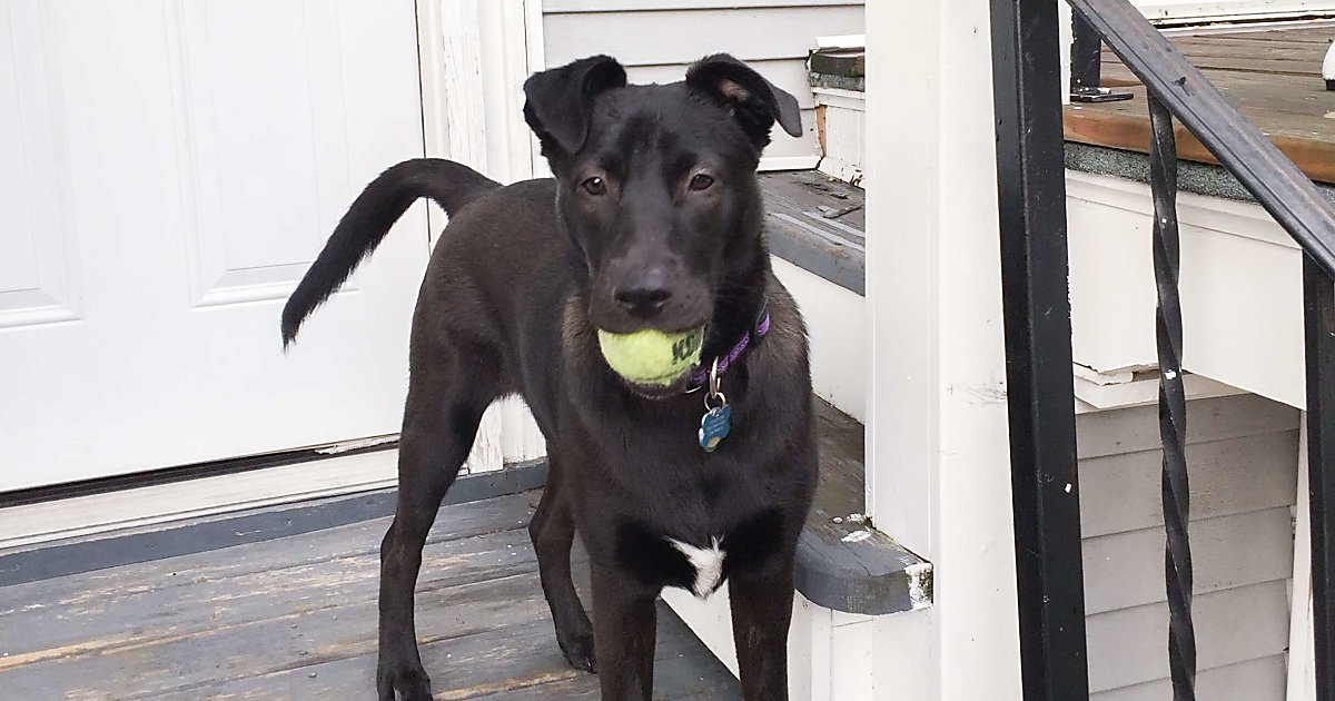 How To Show Your Dog You Love Them Practically Functional