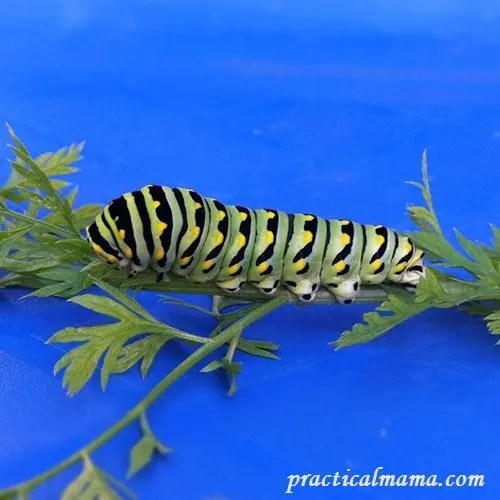 Russian Mammoth Sunflowers and Carrots Practical Mama