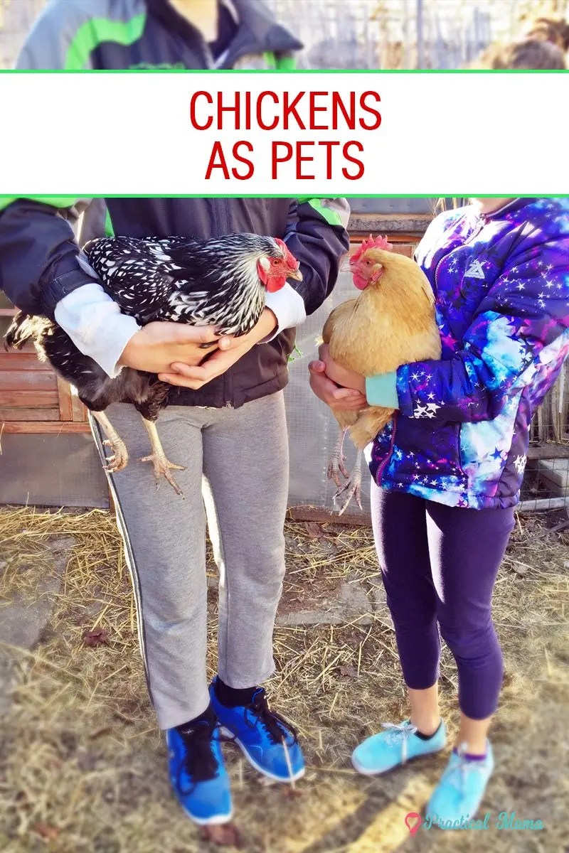 Chickens make great pets backyard chicken owner circle