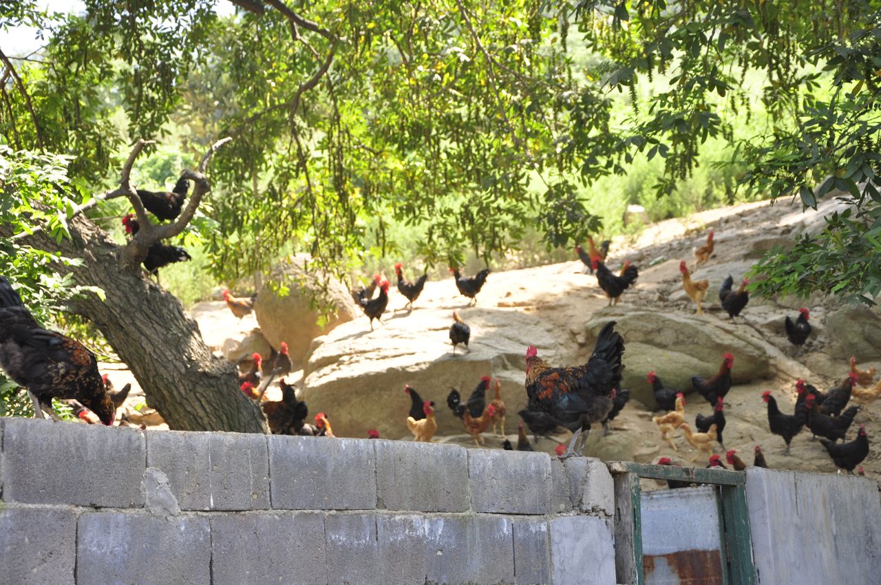 Chickens on trees — Chen Zhonghua