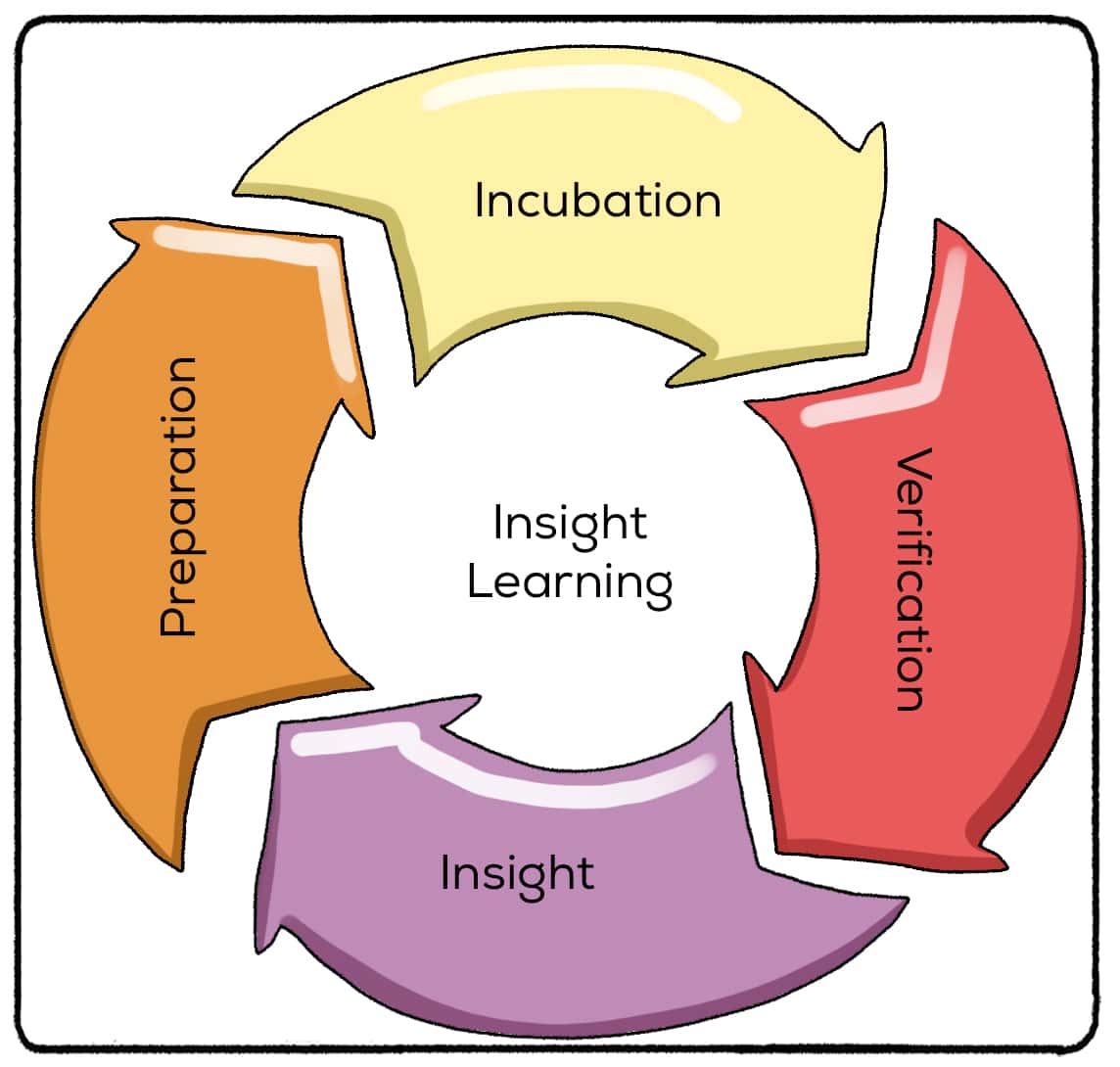 Insight Learning (Definition+ 4 Stages + Examples) Practical Psychology