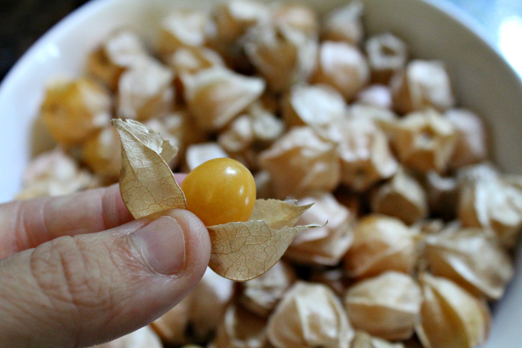 How to Grow Ground Cherries (Cape Gooseberries) — Practical Self Reliance