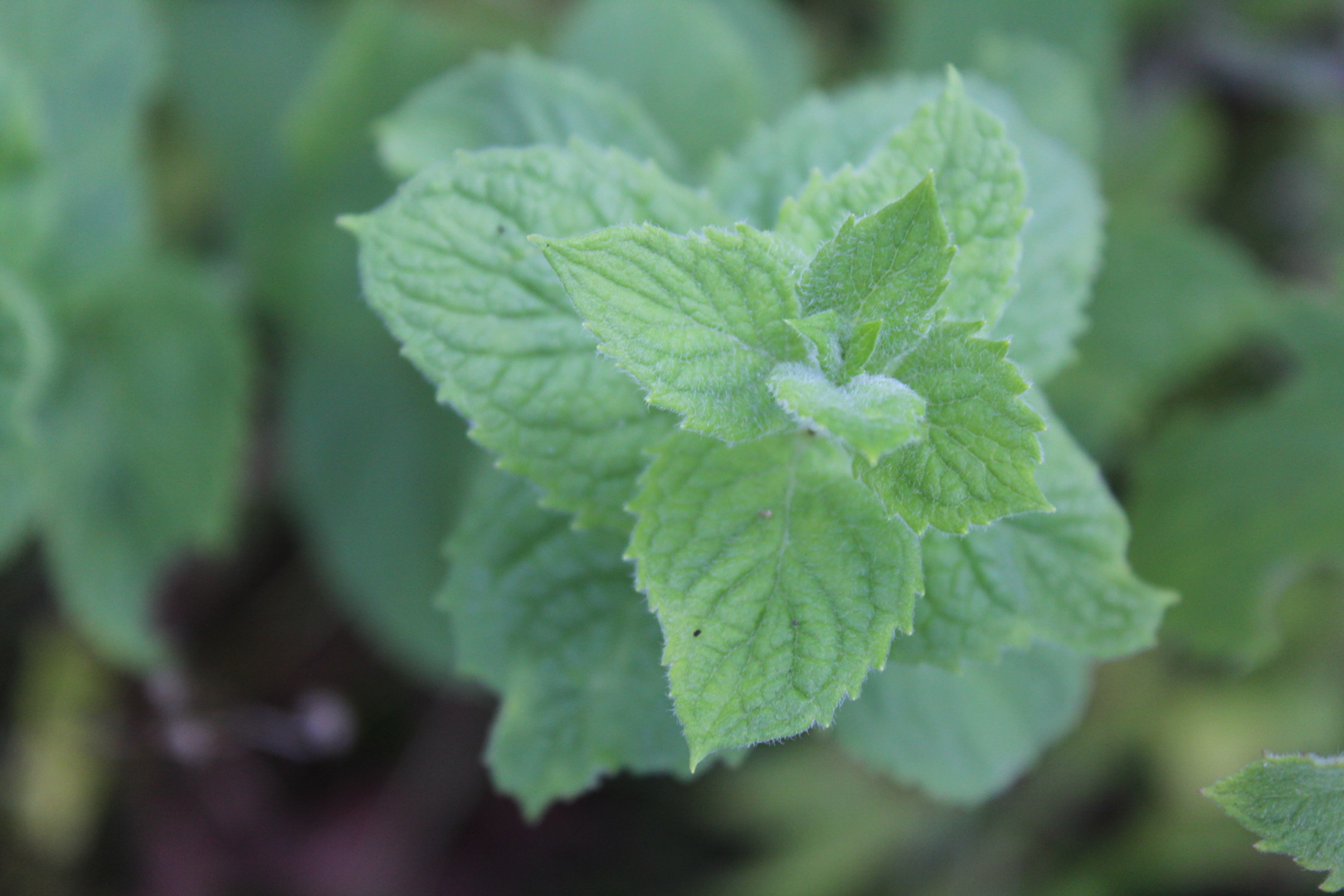 Plant Apple Mint for the Bees