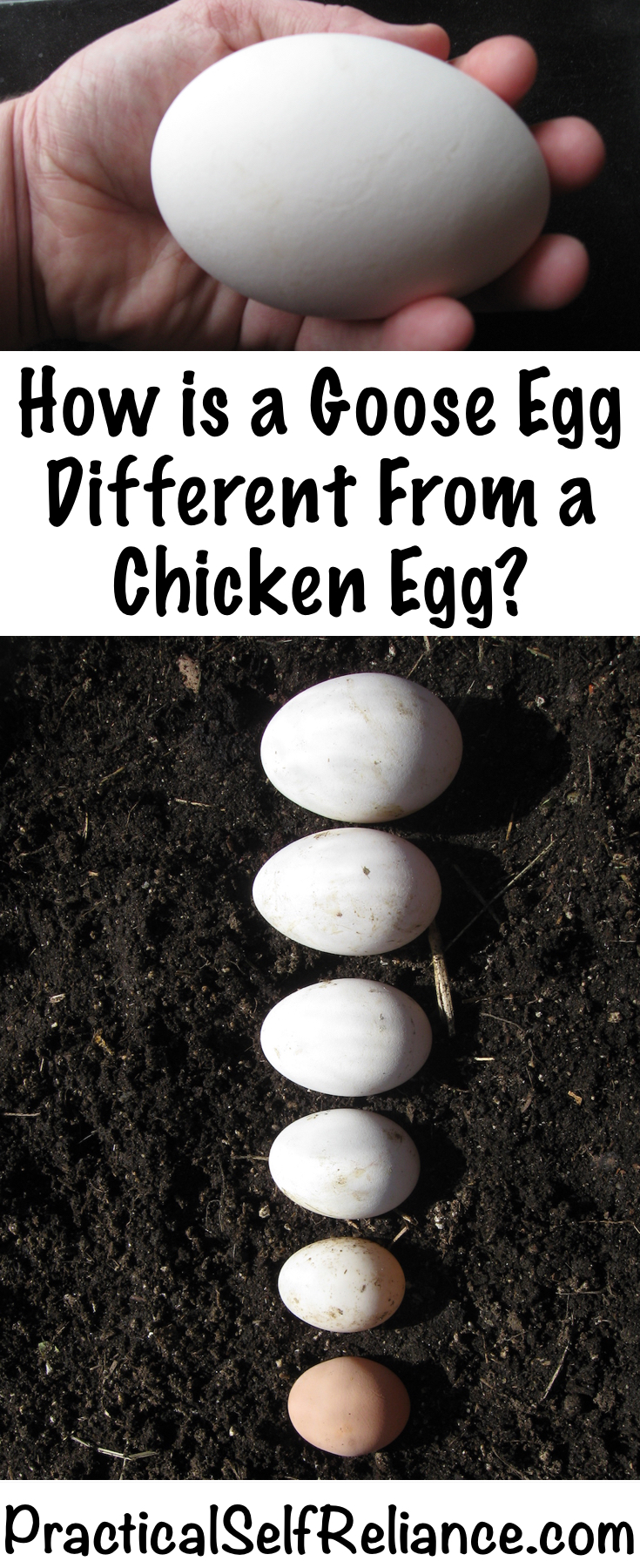 How is a Goose Egg Different From Chicken Egg? — Practical Self Reliance