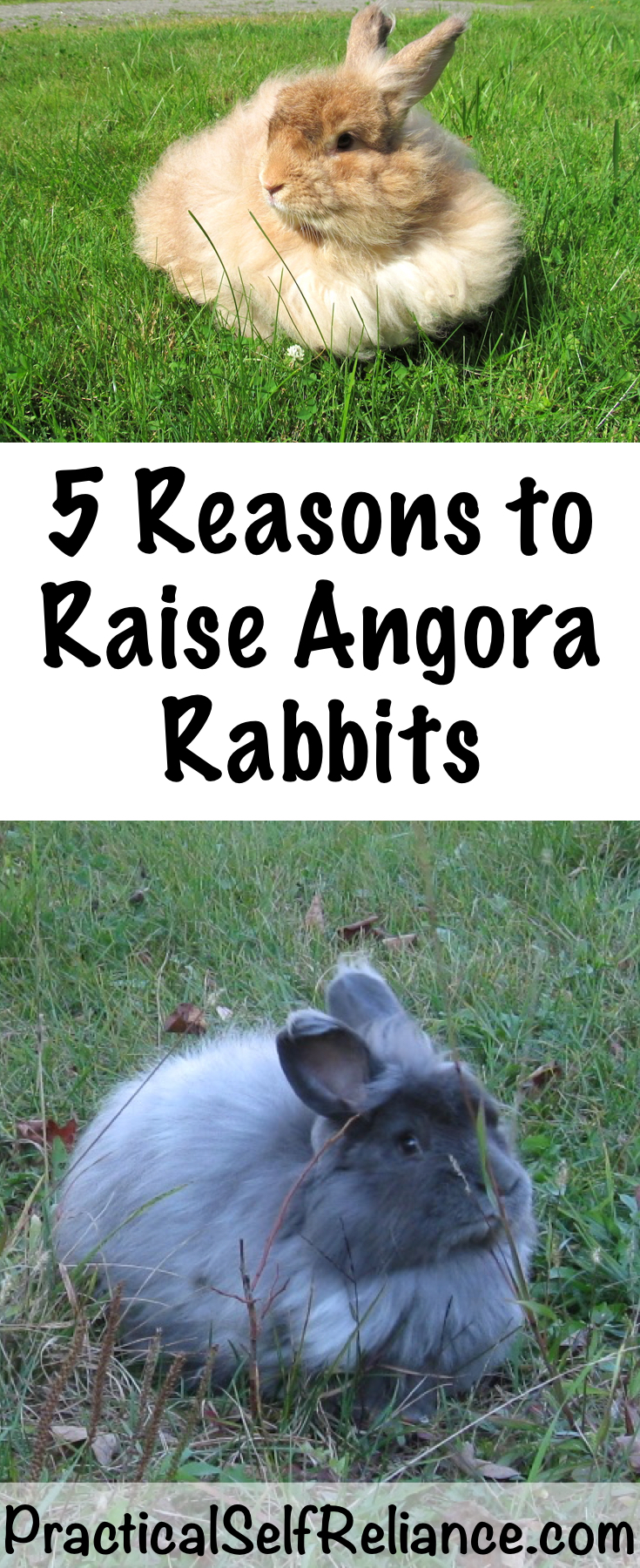 Reasons to Raise Angora Rabbits