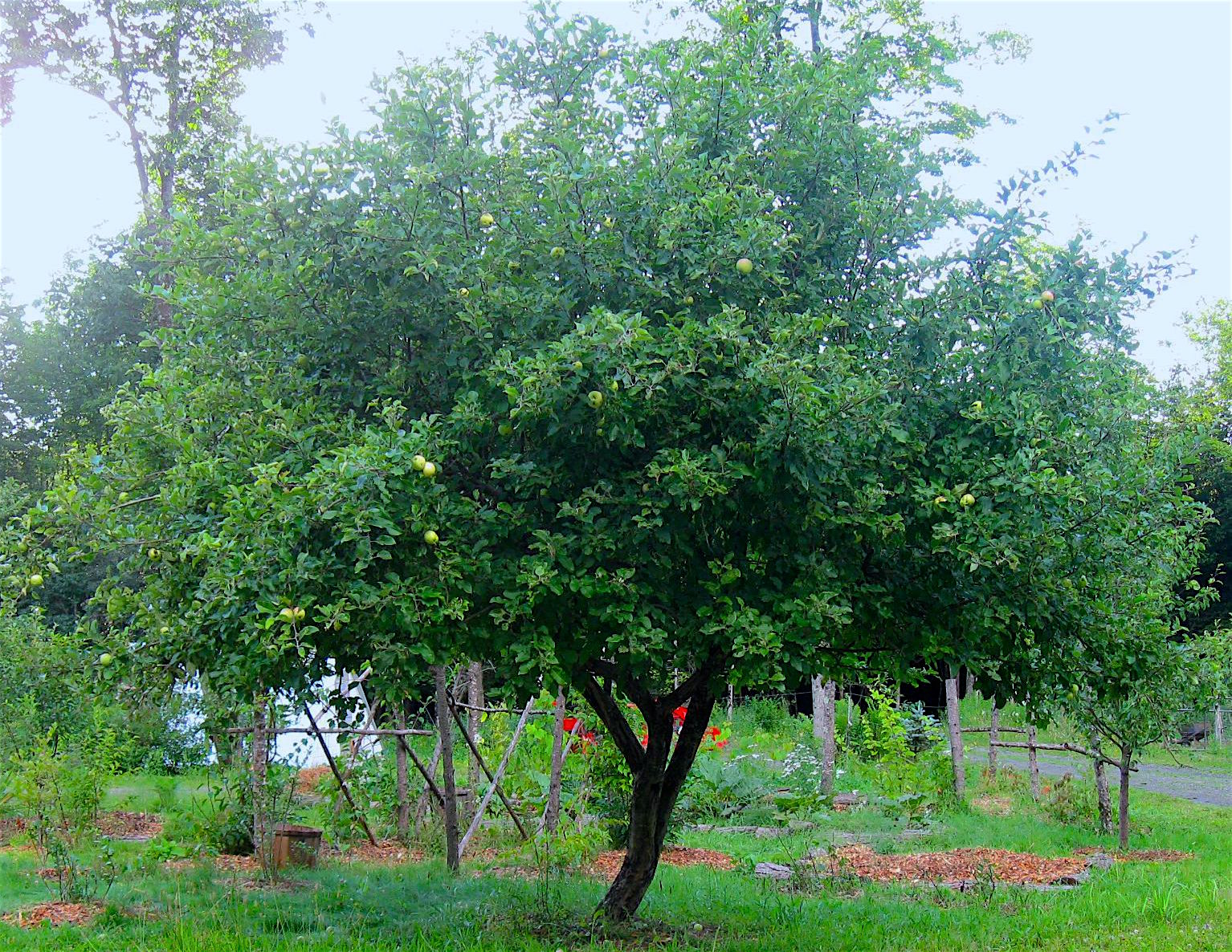 Yellow Transparent Apple Tree: The Love-Hate Relationship with Summer’s First Fruit