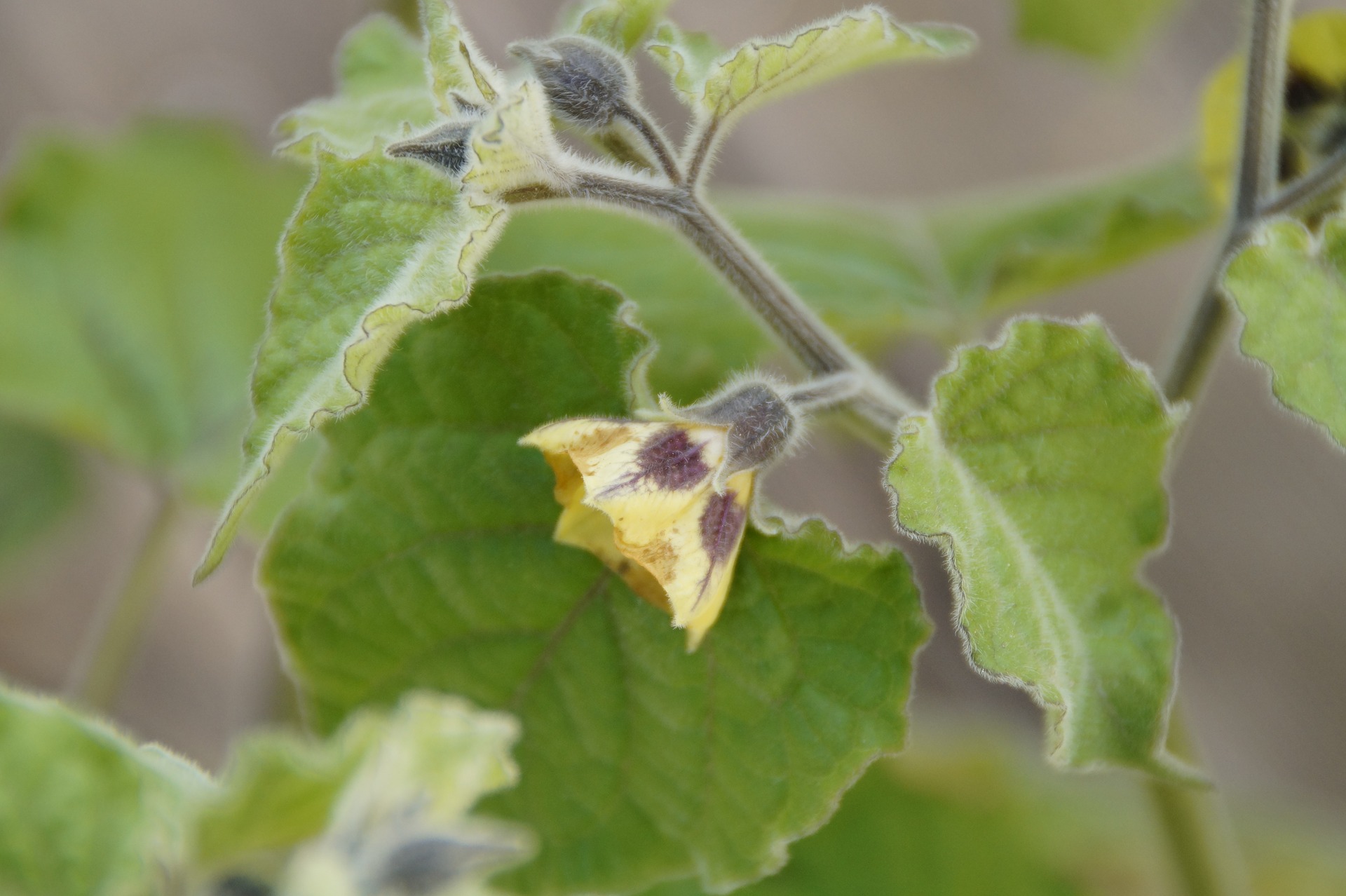 How to Grow Ground Cherries (Cape Gooseberries)