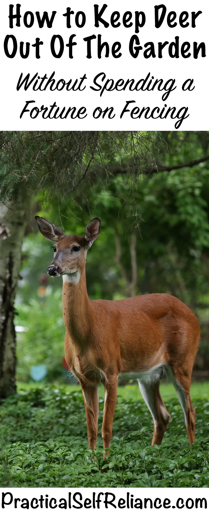 How to Keep Deer Out of the Garden (Without spending a fortune)