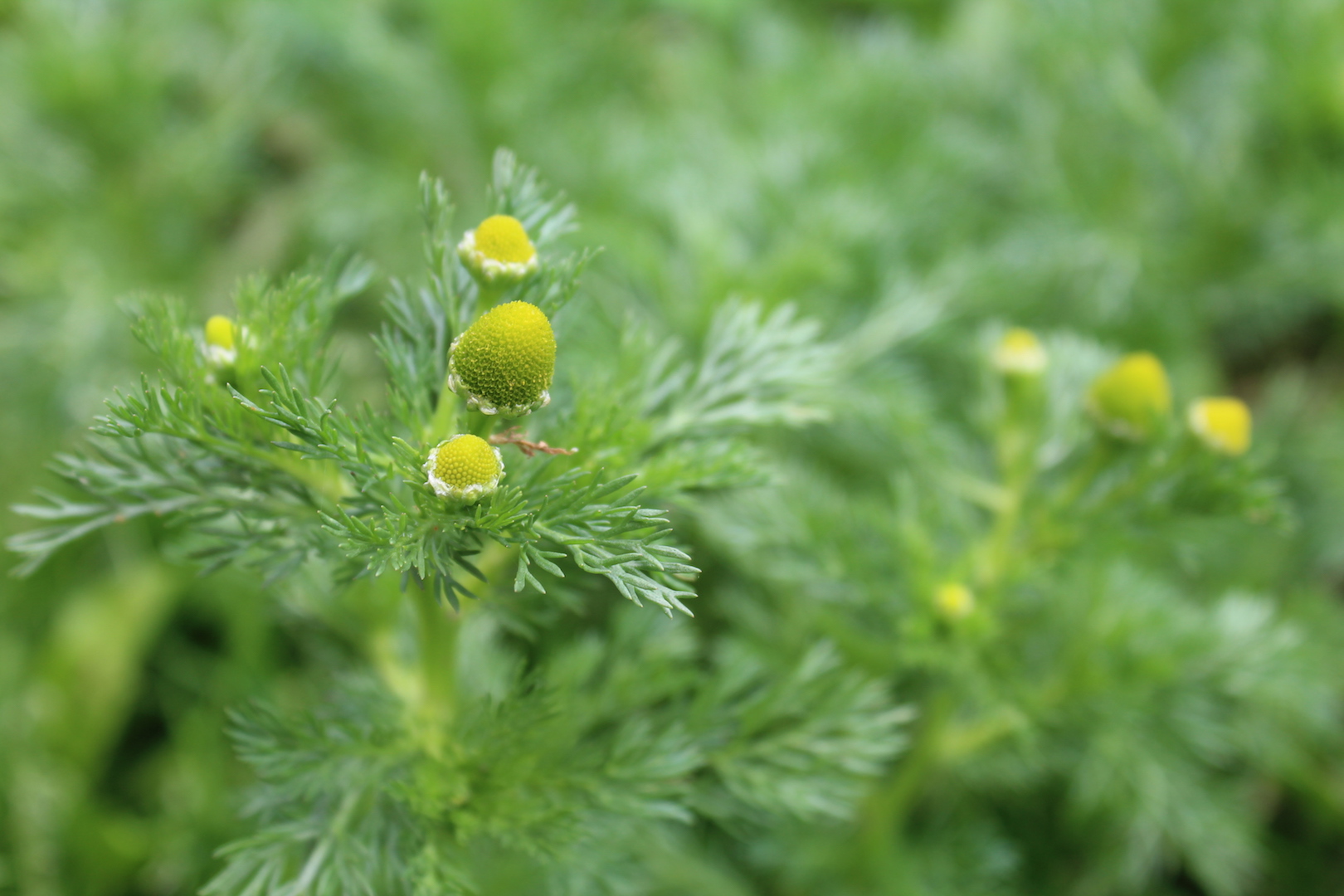 Foraging Pineapple Weed