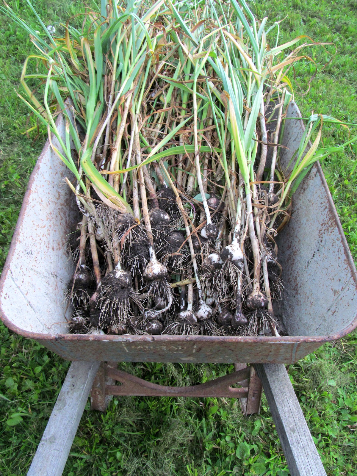 Growing Garlic as a Perennial