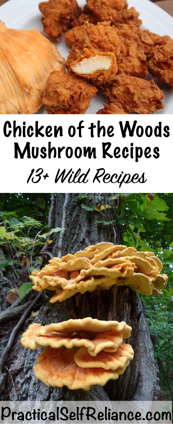 Chicken of the Woods Mushroom Recipes