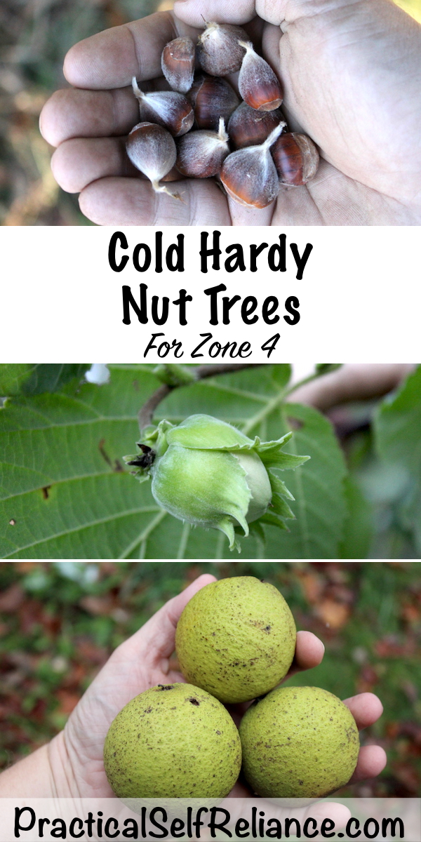 Cold Hardy Nut Trees for Zone 4