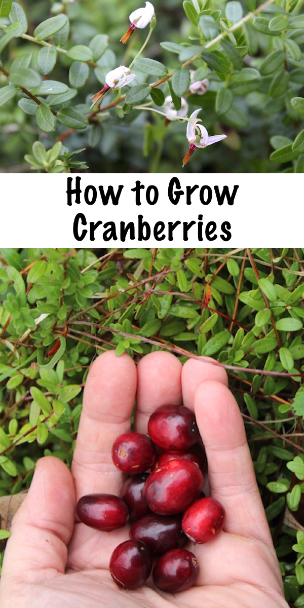 How to Grow Cranberries