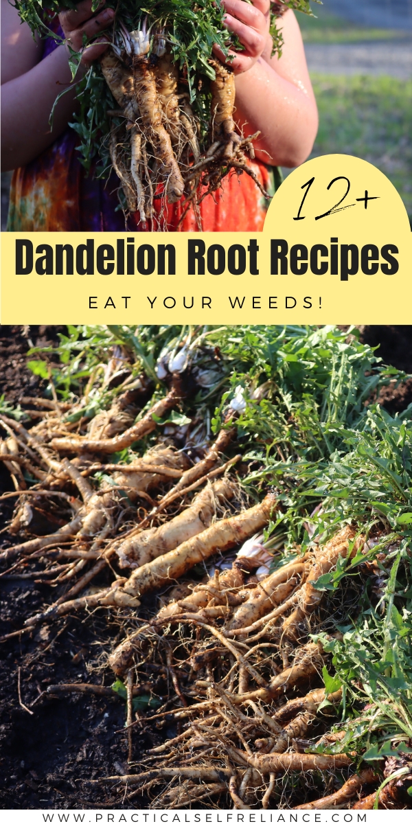 12 Dandelion Root Recipes Dandelion Root Recipes 