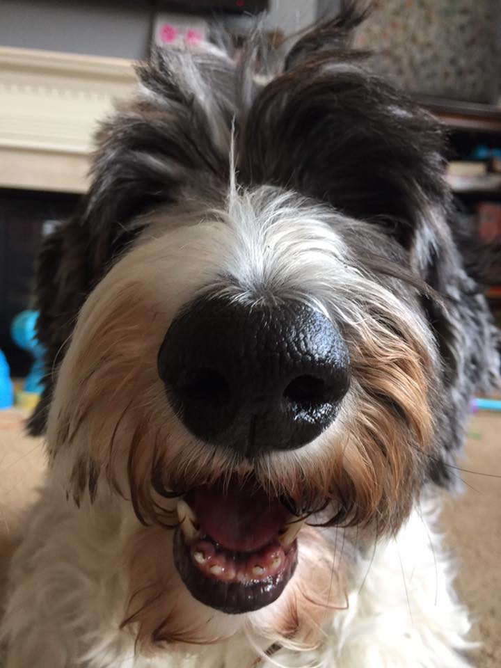 Clean and Safe Rubber Flooring for Dog Training Practice Sports