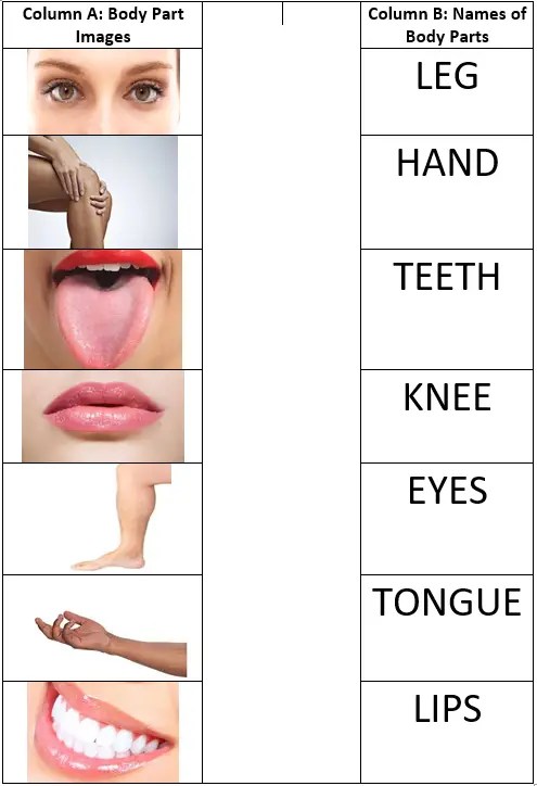 Body parts worksheets are great for children learning the names for parts of the body. Body Parts Worksheets For Kindergarten Preschool Body Parts Body Parts English Vocabulary Pdf Practice Worksheet