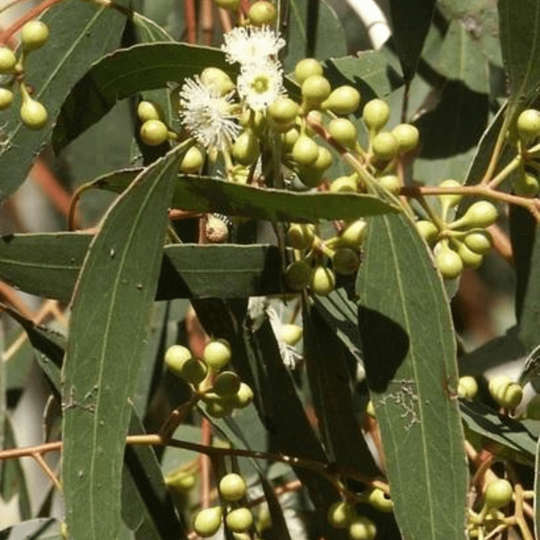 Lemon Scented Eucalyptus Pragati Natural