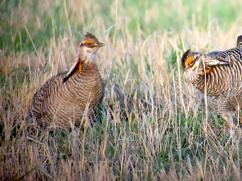 Prairie Chickens Forever