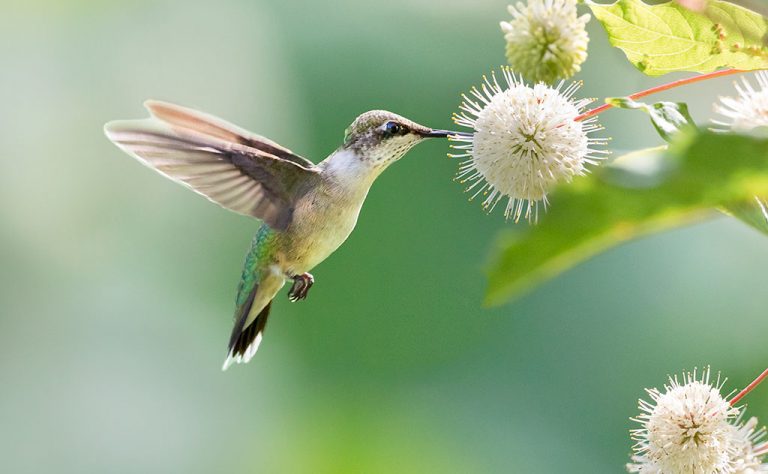 Rubythroated Hummingbird Prairie Garden Trust
