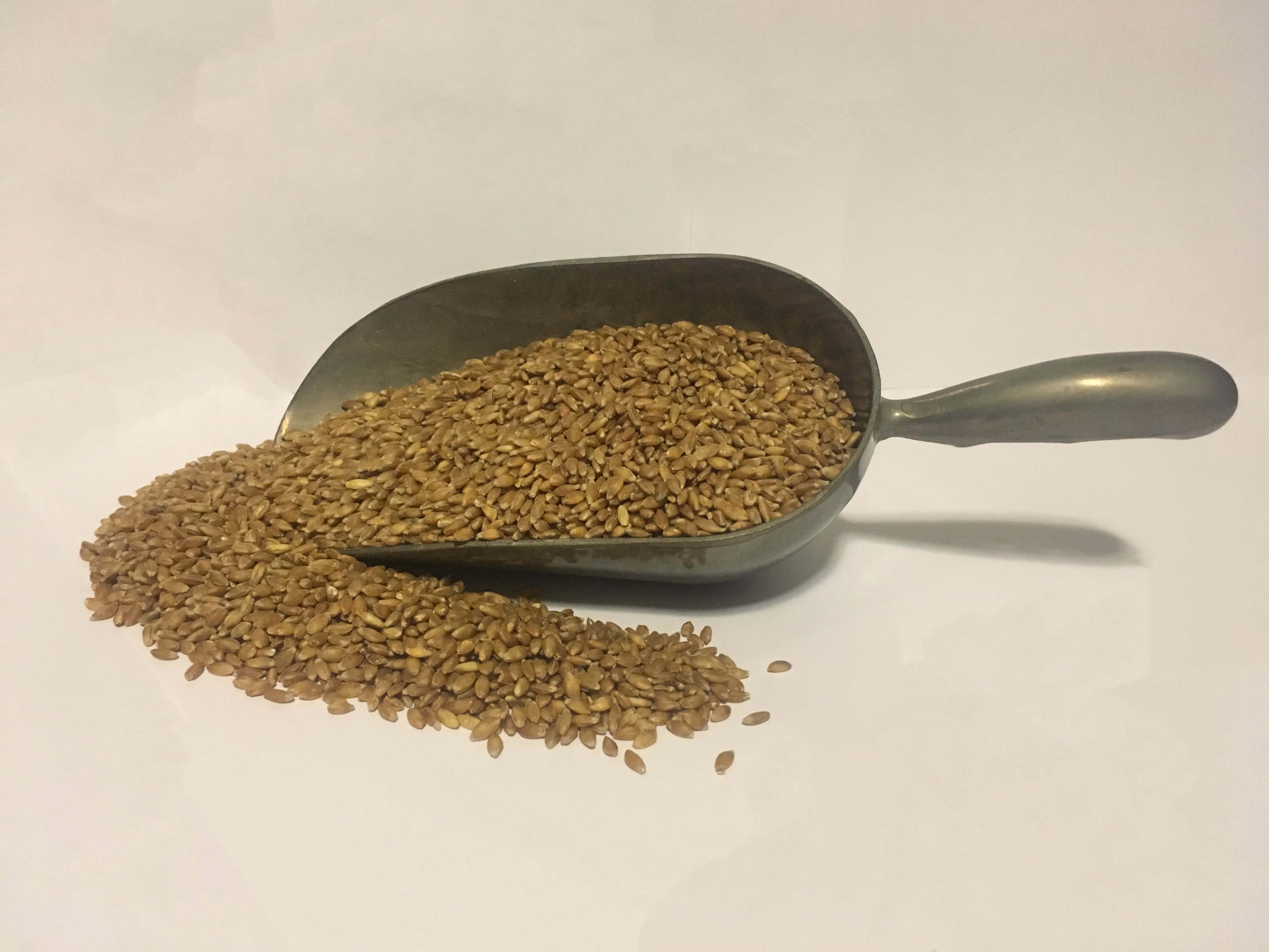 einkorn grain berries Colororient