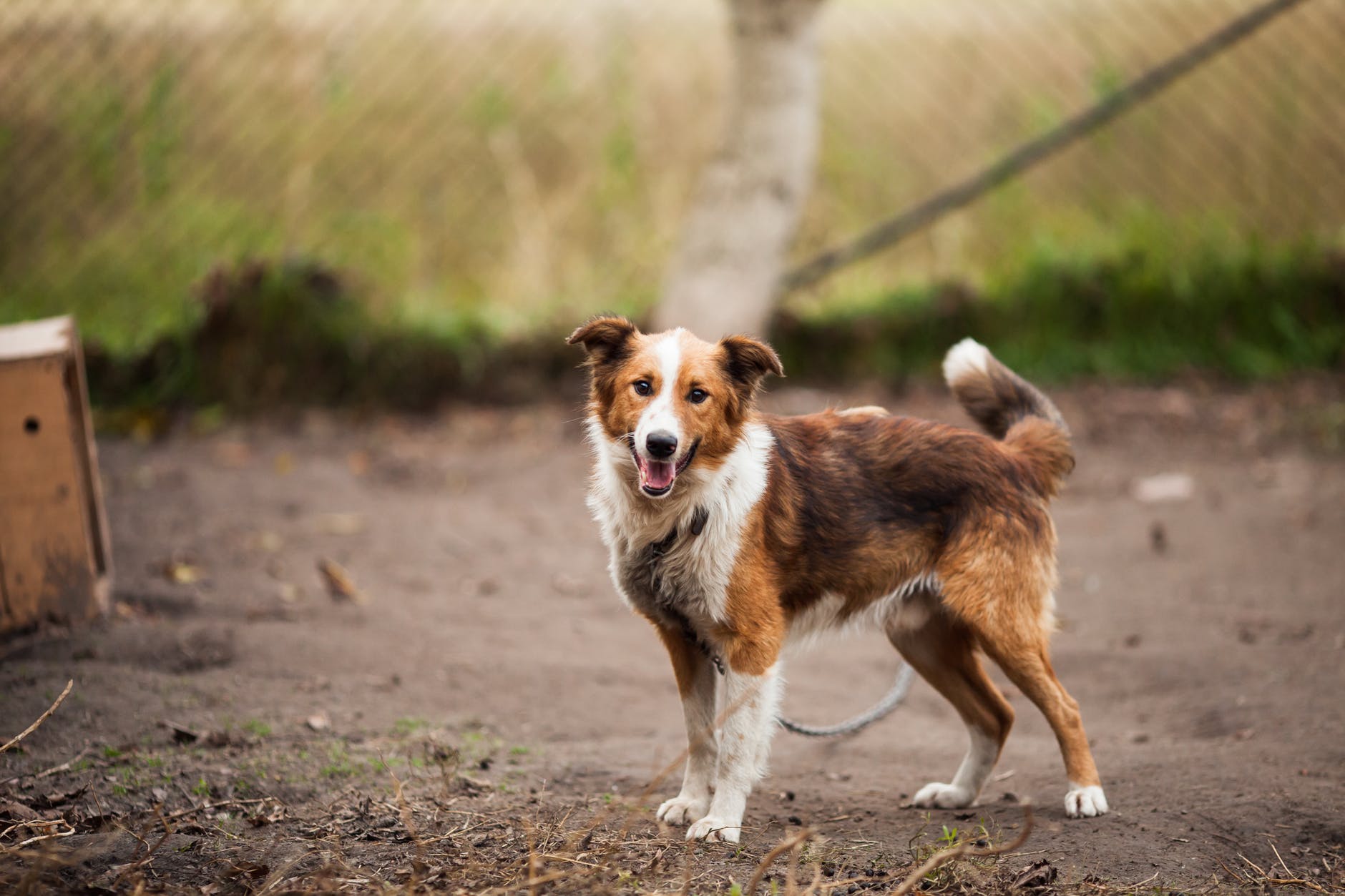 Do Underground Fences Work? Prairie Peak Kennels