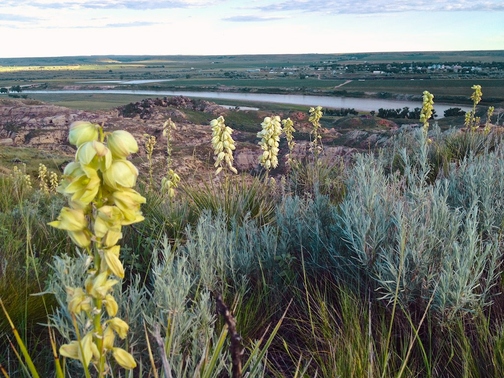 TerryMTlandscape Prairie Unique