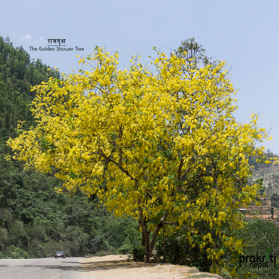 Golden Shower Tree Prakritinepal Blog Trees of Nepal Flora in Nepal