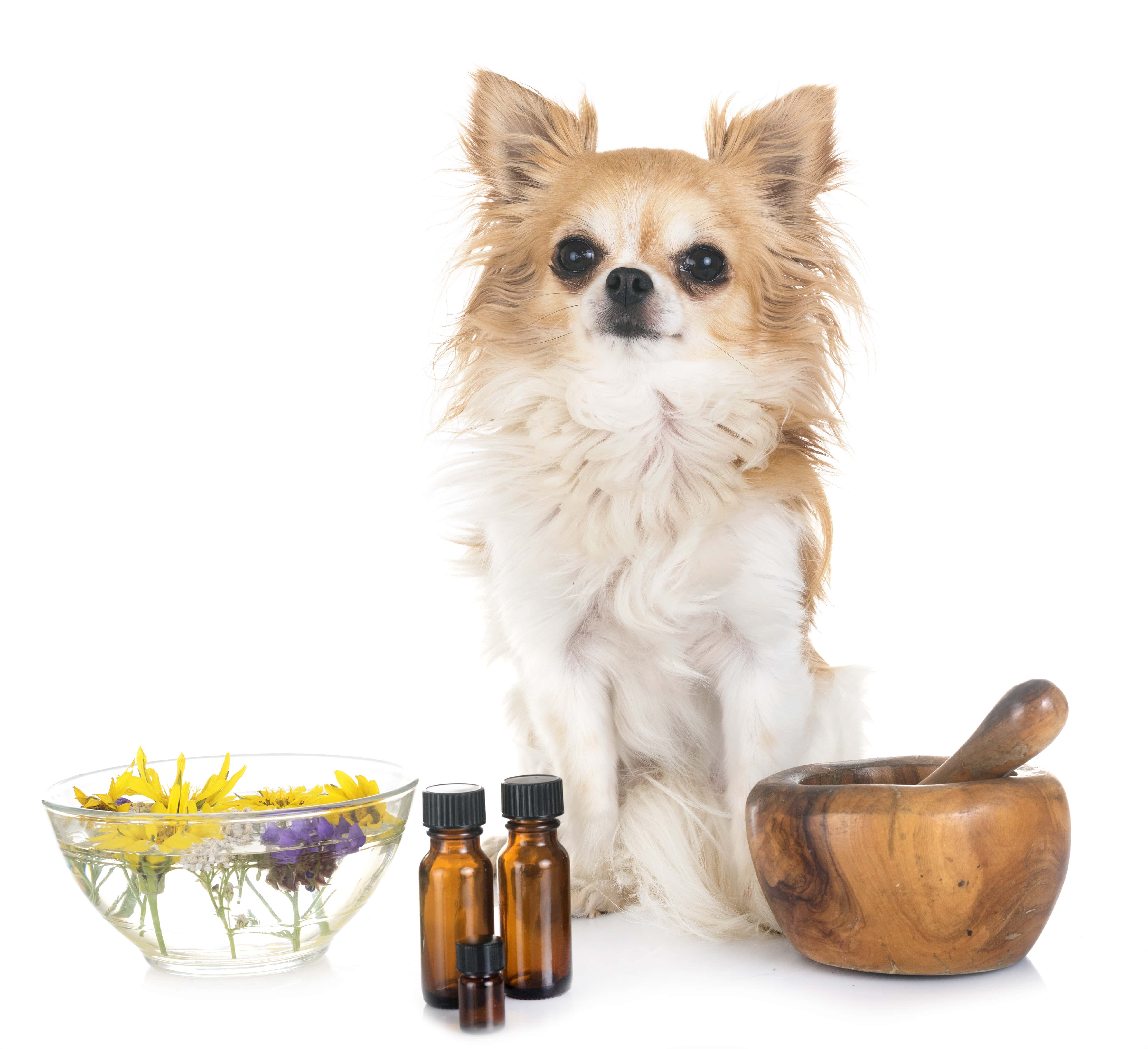 Essential Oils and Dogs Words of Advice Pranarom Canada