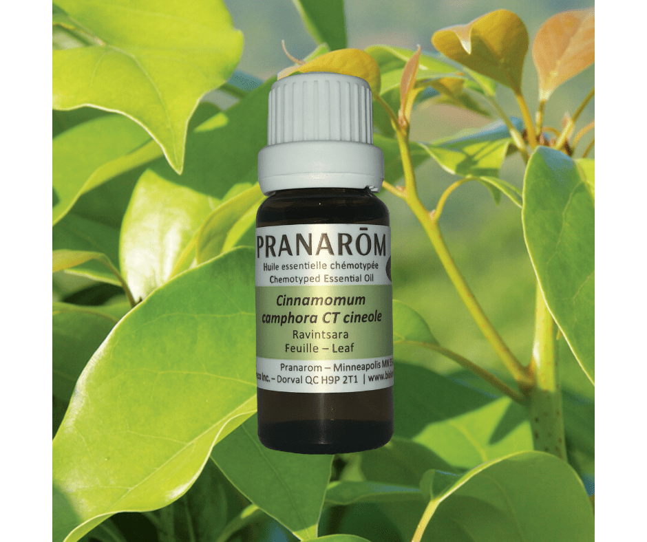 Ravintsara Essential Oil by Pranarom Shop Today